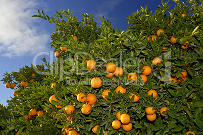 orangenbaum