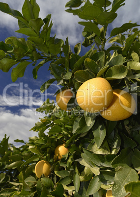 reife grapefruit am baum