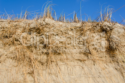 beach grass, ammophila