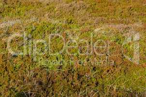 empetrum or crowberry