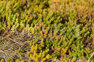 empetrum or crowberry