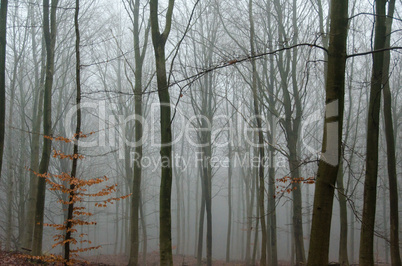 fog in winter forest