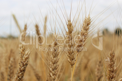 spikelets of the wheat