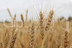 spikelets of the wheat