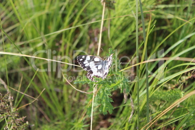 graceful black and white butterfly on the blade