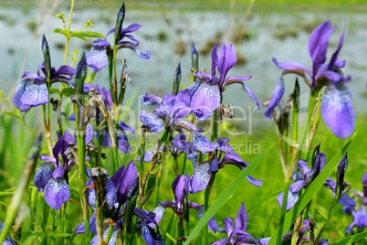 iris blue besides river