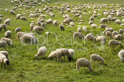 schafherde, flock of sheep