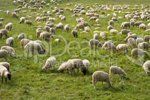 schafherde, flock of sheep