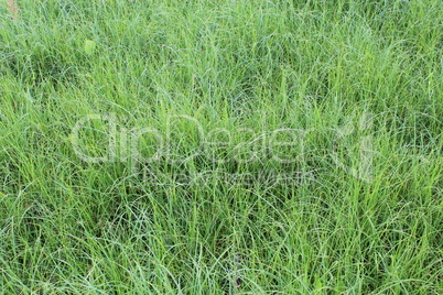 high green grass in the field