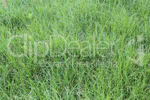 high green grass in the field