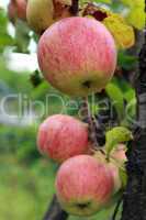 very tasty and ripe apples on the tree
