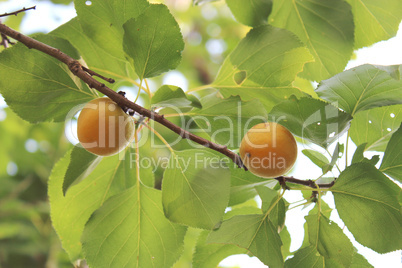 fruits of ripe apricots on the tree