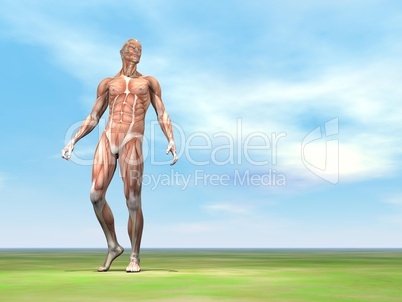 male musculature walking - 3d render