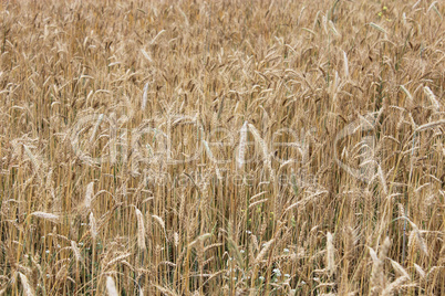 spikelets of the wheat