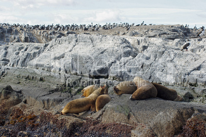 Kolonie von Mähnenrobben, Beagle Kanal, Ushuaia, Argentinien