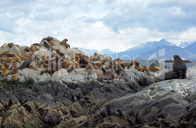 Kolonie von Mähnenrobben, Beagle Kanal, Ushuaia, Argentinien