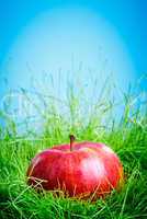 apple on the grass