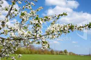flowering cherry branch:
