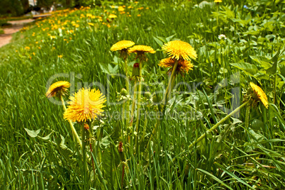 flowering dandelions plants