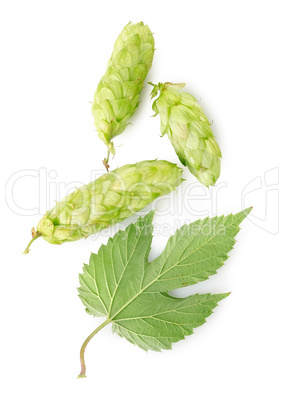 Hop and leaf