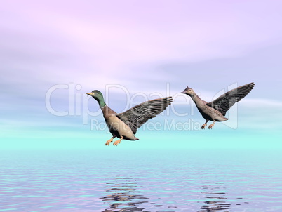mallard ducks landing - 3d render
