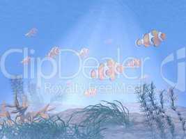 clownfish or anemonefish underwater - 3d render