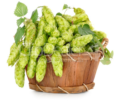 Green hops in a wooden basket