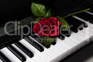 piano keys and rose flower