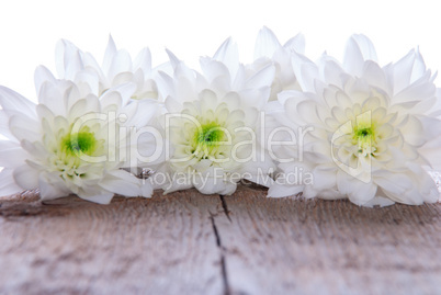 background with white flowers