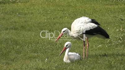 Weissstorch (Ciconia ciconia)