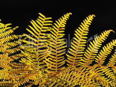 golden fall fern