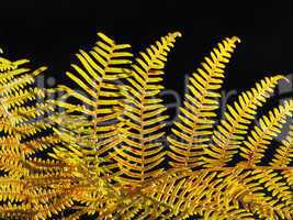 golden fall fern