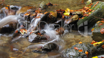 leaves in water