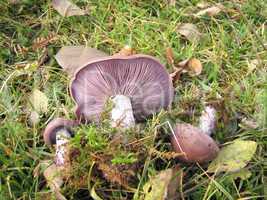 mushroom lepista nuda