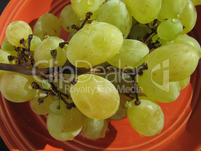 ripe white grapes