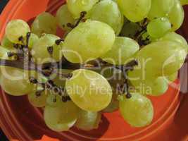 ripe white grapes