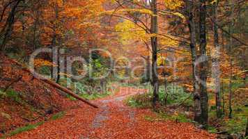 autumn mountain pathway