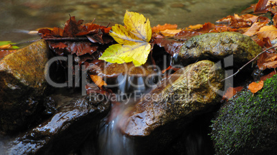 autumn leaves in a stream