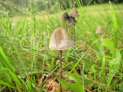 mushrooms after rain