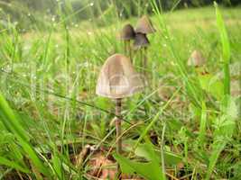 mushrooms after rain