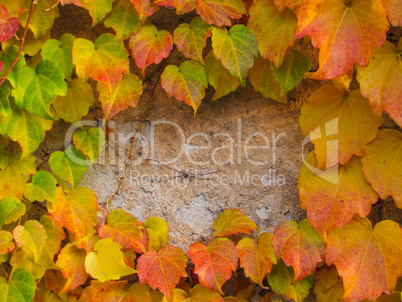 boston ivy on wall