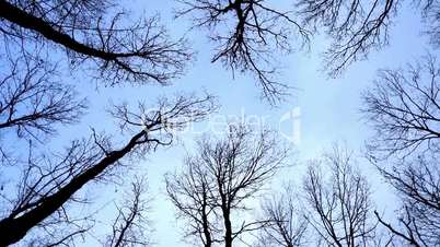 Looking up at the oak trees in winter