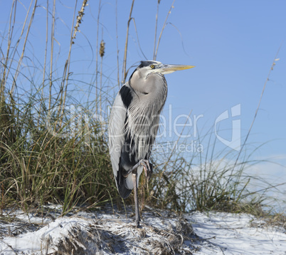 great blue heron