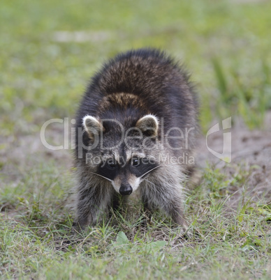 young raccoon