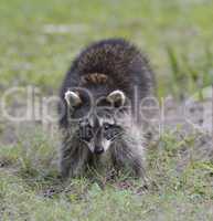 young raccoon
