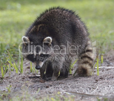 young raccoon