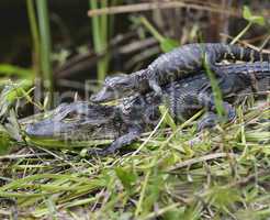 baby alligators