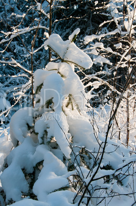 winter forest