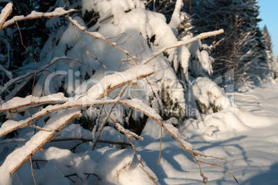 winter forest