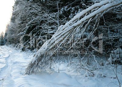 winter forest